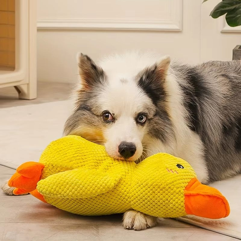 CANARD CÂLIN APAISANT